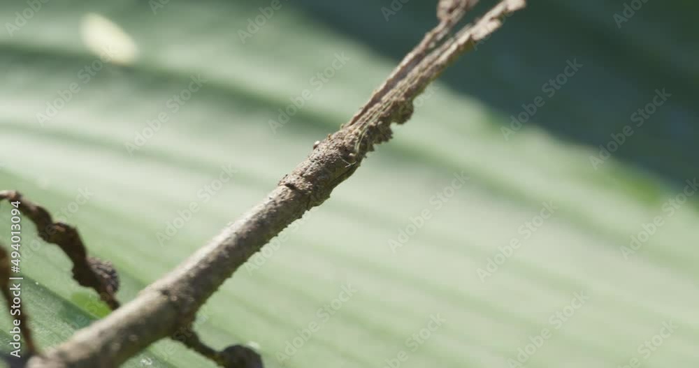 Stationary stick insect imitating a twig, camouflage strategy; Phasmatodea Stationary stick insect imitating a twig, camouflage strategy; Phasmatodea