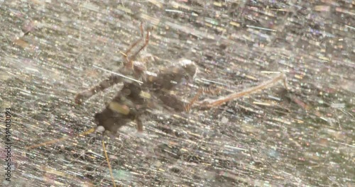 Cricket trapped in intricate spiderweb struggles to get loose; circle of life photo