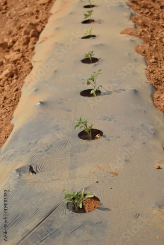 A Vertical Shot of a soil covered by plastic or mulching film in agriculture for Tomato farming photo