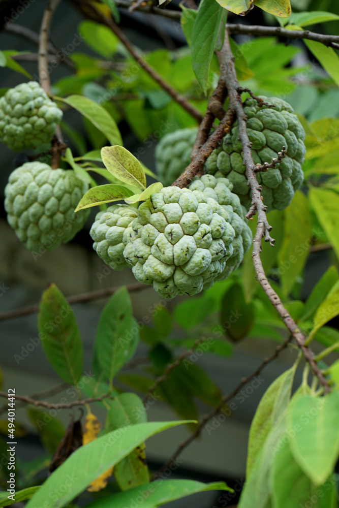 SELECTIVE FOCUS Bright custard apple (sugar or candied apple) on the tree, in the garden in front of the house SELECTIVE FOCUS Bright custard apple (sugar or candied apple) on the tree, in the garden in front of the house