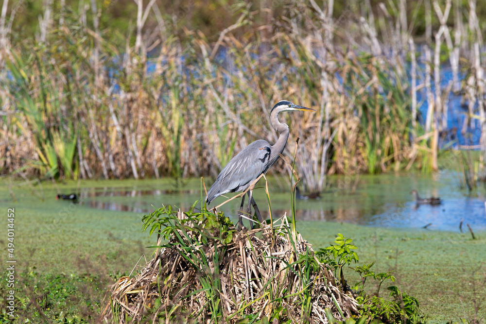 Fototapeta premium great heron in the marsh