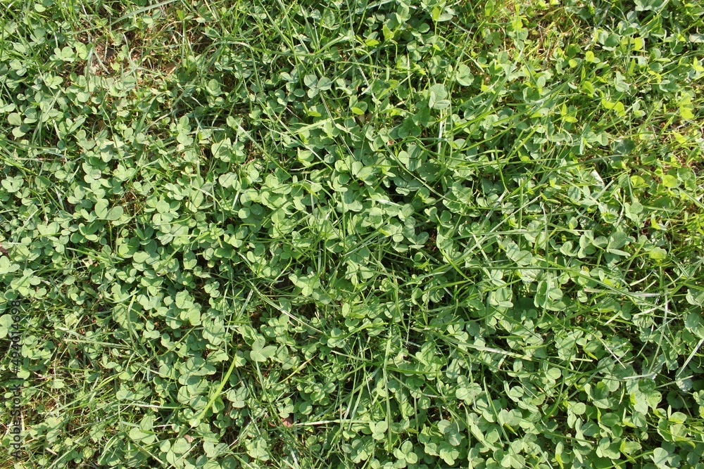 clover in a green meadow closeup clover in a green meadow closeup