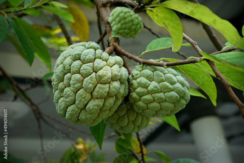 SELECTIVE FOCUS Bright custard apple (sugar or candied apple) on the tree, in the garden in front of the house