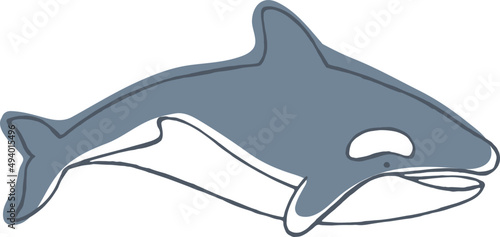 Killer Whale Hand Drawn Illustration