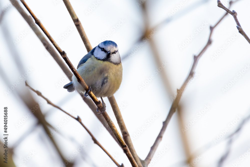 Eurasian Blue Tit, or Cyanistes caeruleus, is one of the most beautiful songbirds in the world. High quality photo Eurasian Blue Tit, or Cyanistes caeruleus, is one of the most beautiful songbirds in the world. High quality photo