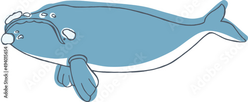 Southern Right Whale Hand Drawn Illustration  