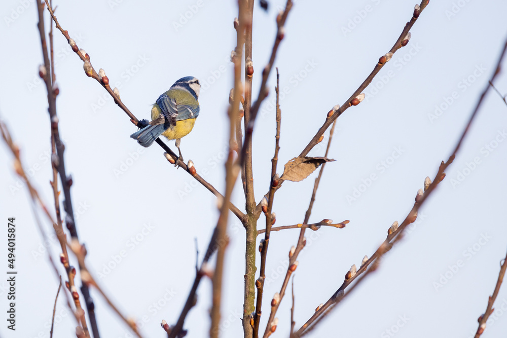 Eurasian Blue Tit, or Cyanistes caeruleus, is one of the most beautiful songbirds in the world. High quality photo Eurasian Blue Tit, or Cyanistes caeruleus, is one of the most beautiful songbirds in the world. High quality photo