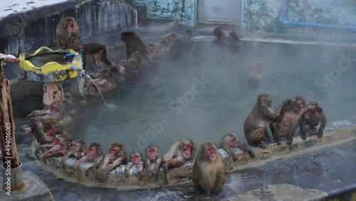 Photography Japanese snow monkeys soaking in a hot spring