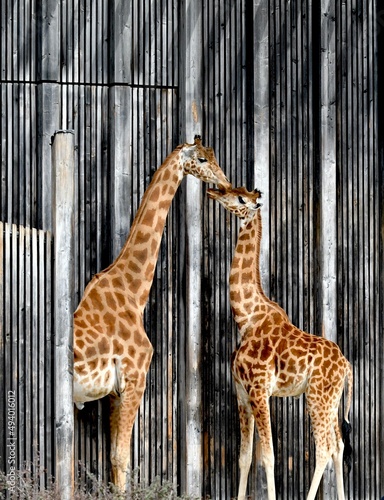 Canvas Print 2 giraffes kissing tenderly in the Zoo of the parc de la tête d'or in Lyon