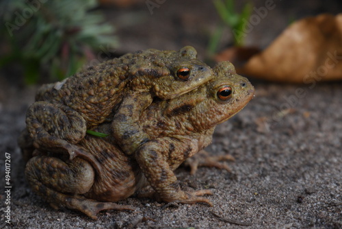 a pair of European common toads mating in the grass