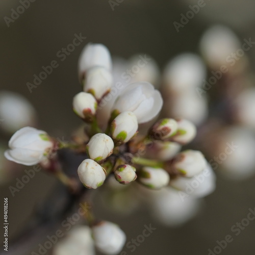 buds of cherry tree in spring