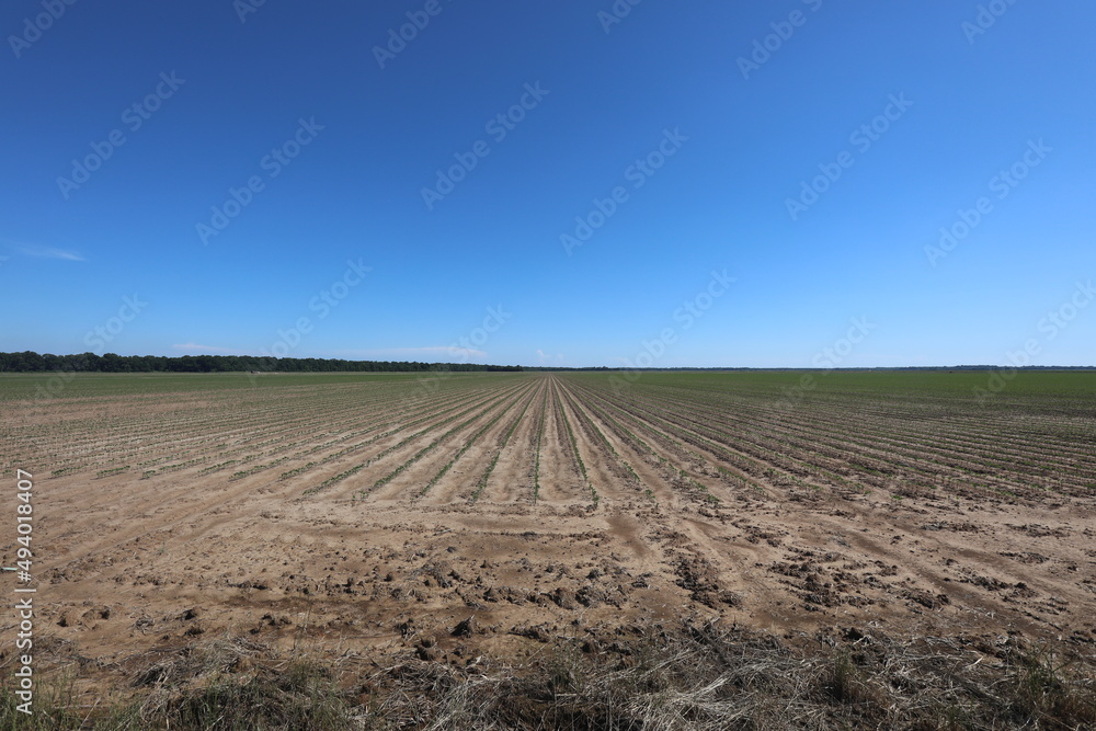 Field Field