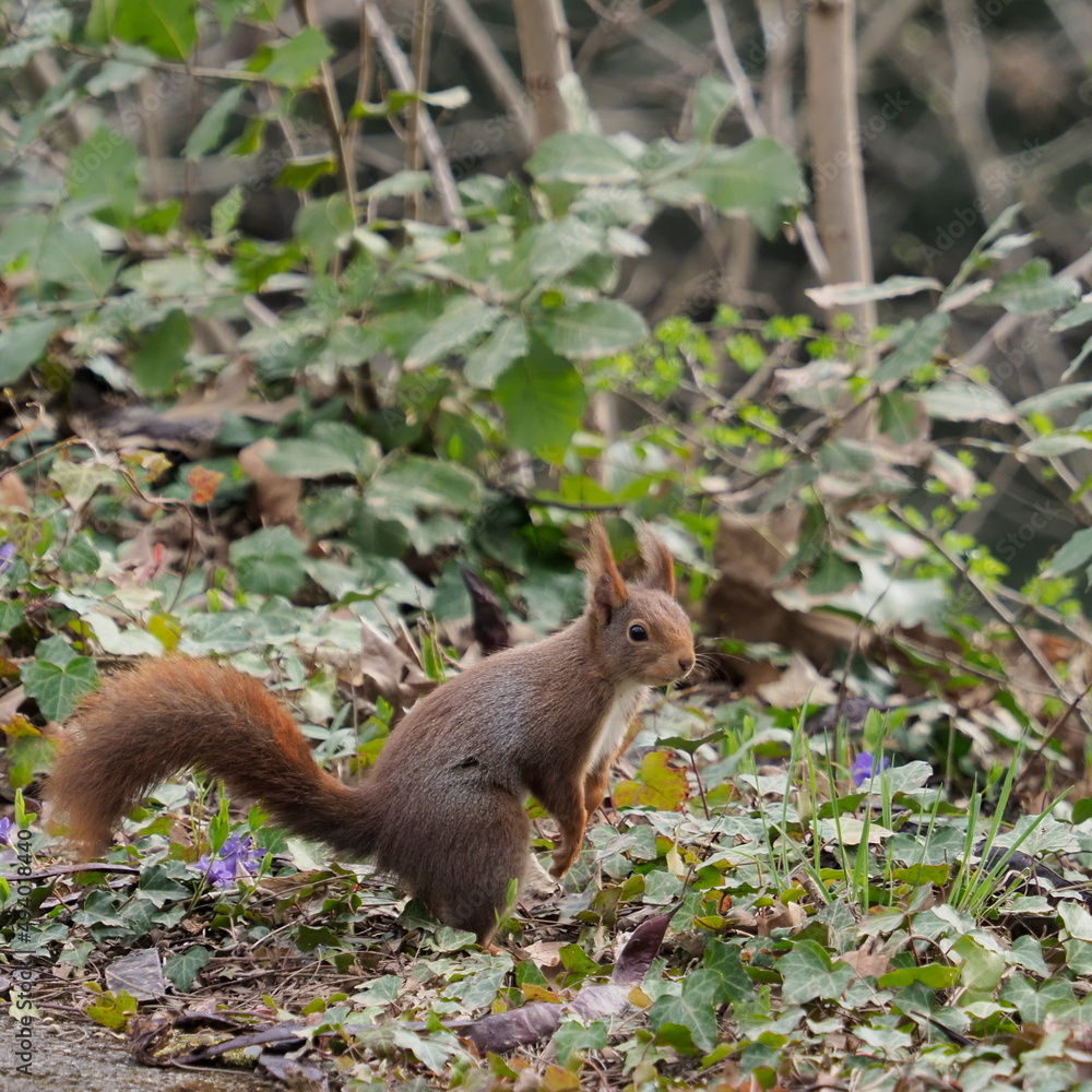 squirrel in the park smelling flowers squirrel in the park smelling flowers