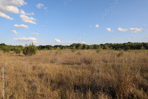 grass and sky