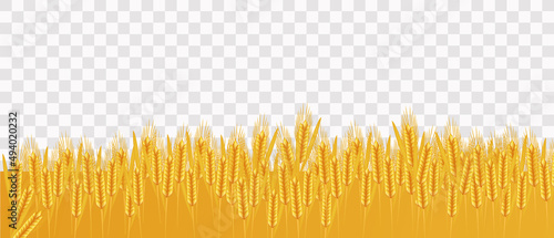 Realistic wheat, field of wheat on a transparent background, vector