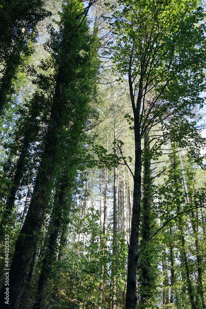 Trees in the woods around Castelnuovo Garfagnana, Tuscany, Italy Trees in the woods around Castelnuovo Garfagnana, Tuscany, Italy