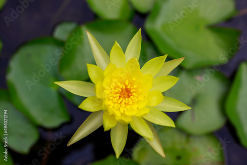 Valokuva Selective focus shot of nymphaea joey