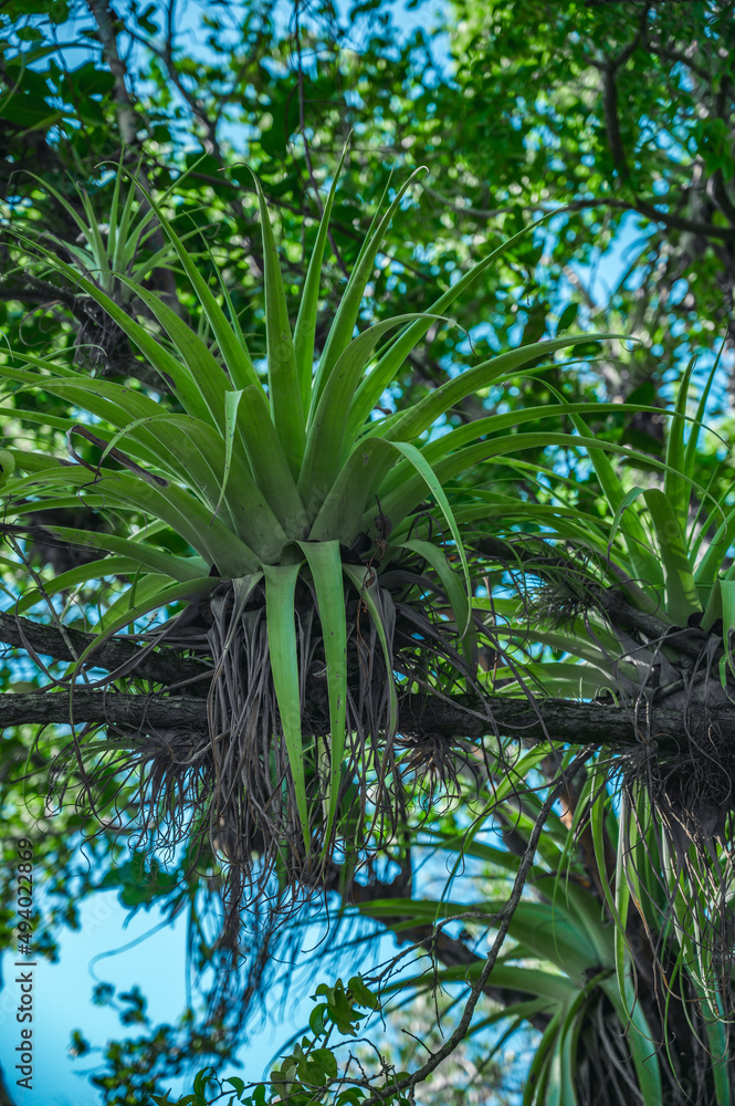 Epiphytes in wild tropics. Parasits plants on tree branch Epiphytes in wild tropics. Parasits plants on tree branch