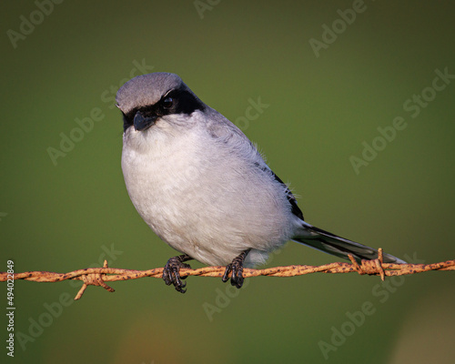 Εκτύπωση καμβά Closeup shot of a loggerhead shrike