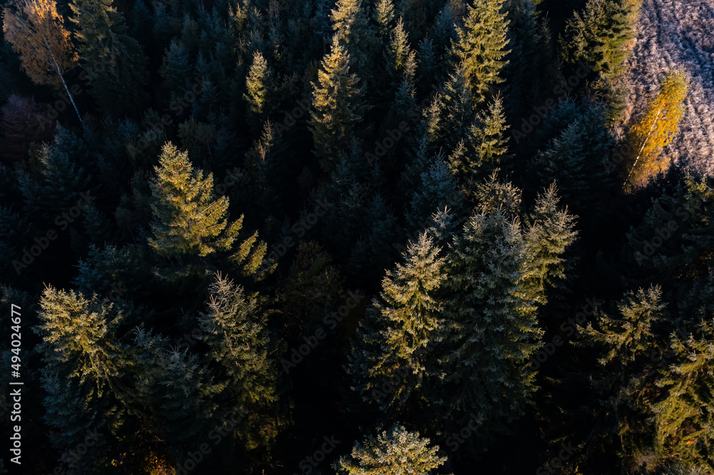 Aerial view of trees in forest. Drone photography