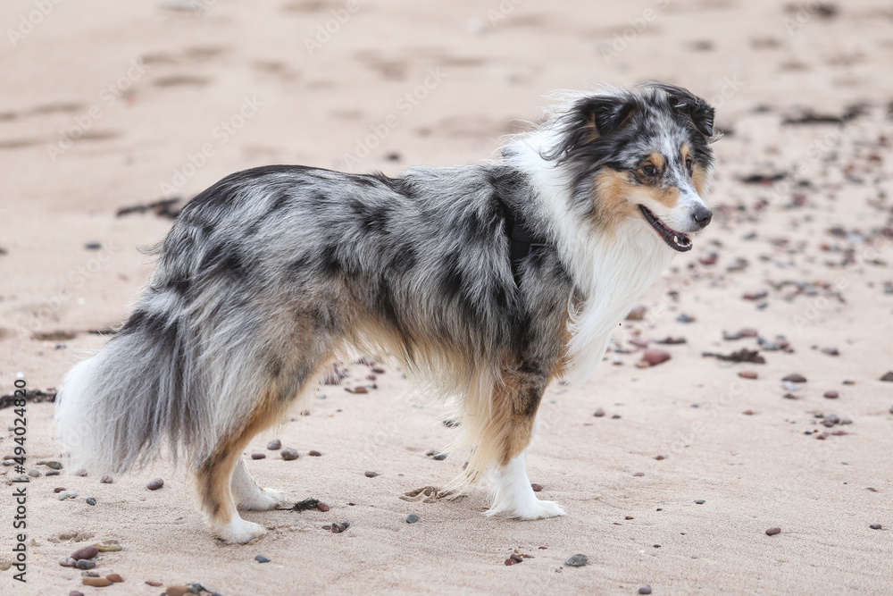 Blue merle shetland sheepdog standing in sand. Blue merle shetland sheepdog standing in sand.