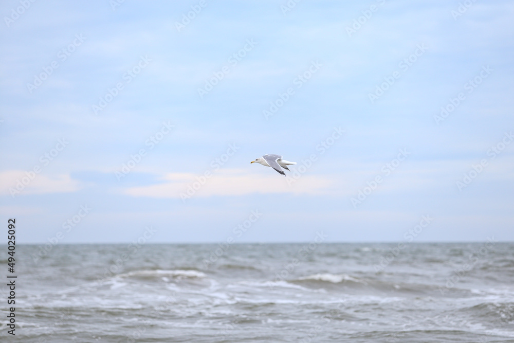 Single seabird flying near balticm sea shore in the sky.
