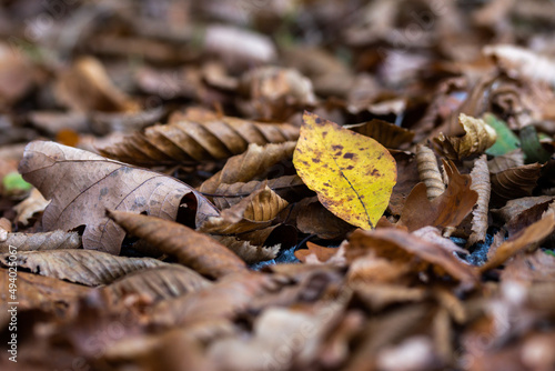 Closeup shot of some colorful leaves on the ground in a forest photo