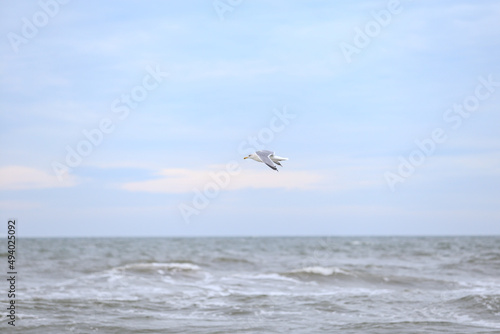 Single seabird flying near balticm sea shore in the sky.