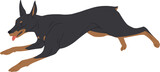 Doberman Pinscher Dog Running Illustration