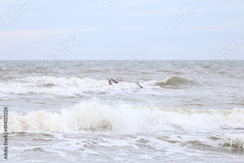Seagulls flying over baltic sea shoreside on a cloudy overcast day. © Artūrs Stiebriņš