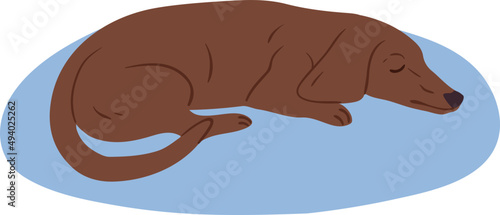 Dachshund or Sausage Dog Sleeping on Rug Illustration