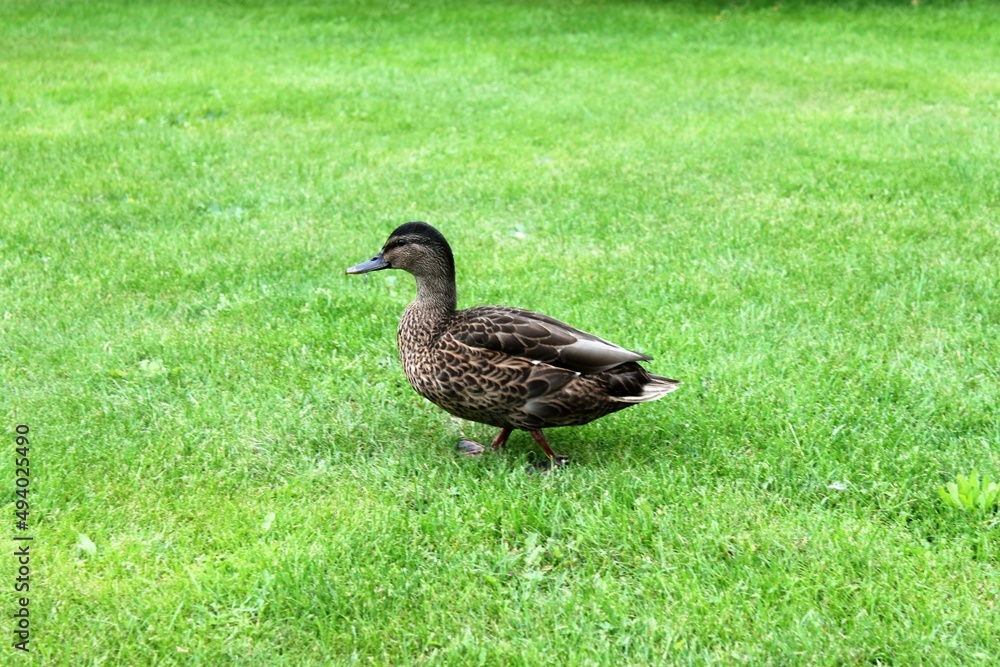 a mallard duck walks across a green meadow a mallard duck walks across a green meadow