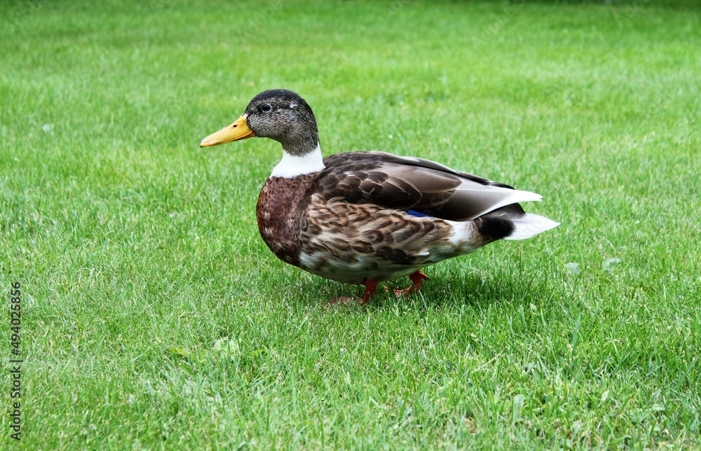 a mallard duck walks across a green meadow