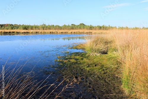 fen in cross border park Kalmthout Heath, Belgium and the Netherlands