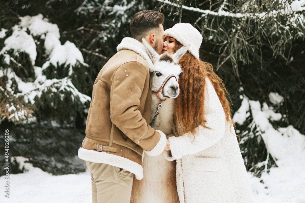 young couple in love in fashion stylish winter clothes stand in snowy pine forest and having fun spending time together with llama and alpaca pet, valentine's day and newlyweds, tenderness and love young couple in love in fashion stylish winter clothes stand in snowy pine forest and having fun spending time together with llama and alpaca pet, valentine's day and newlyweds, tenderness and love