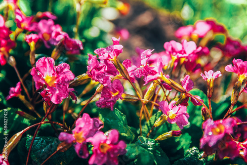 Primrose with pink flowers. Inspirational natural floral spring or summer blooming garden or park background