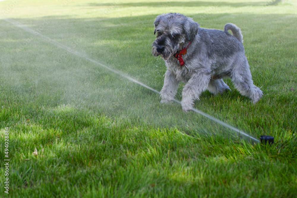 Wet happy pet schnauzer dog puppy playing with water, drinking from sprinkler in a hot day