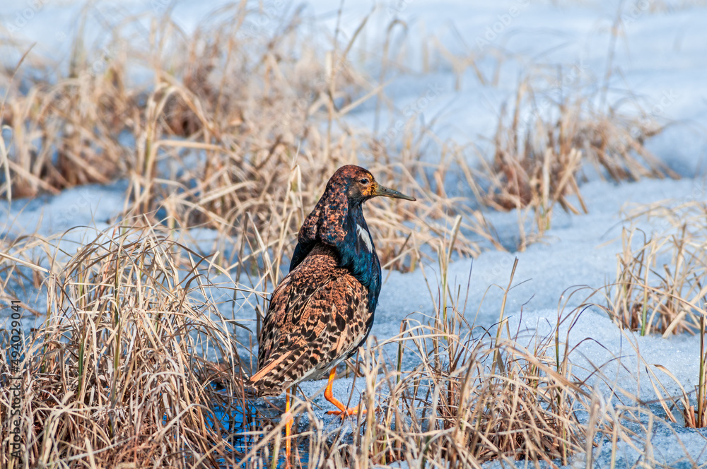 Ruff (Philomachus pugnax) in Barents Sea coastal area Ruff (Philomachus pugnax) in Barents Sea coastal area