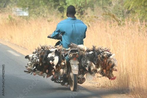 transport de volailles au Burkina Faso