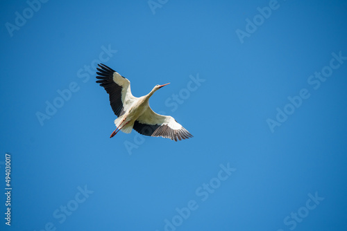 White stork in flight against a blue sky © zanna_