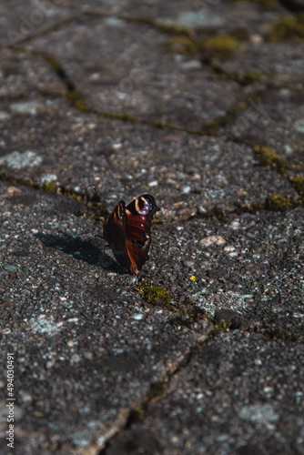 butterfly on a stone