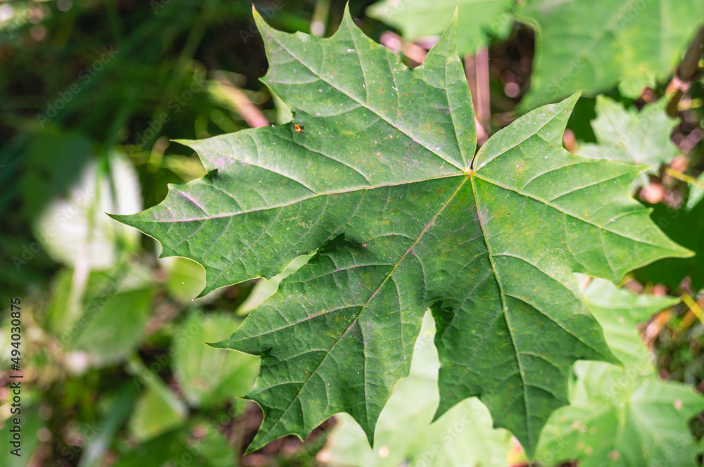 Green maple leaf in the forest in summer. Green foliage of trees. A summer day in the forest in clear weather. Green maple leaf in the forest in summer. Green foliage of trees. A summer day in the forest in clear weather.