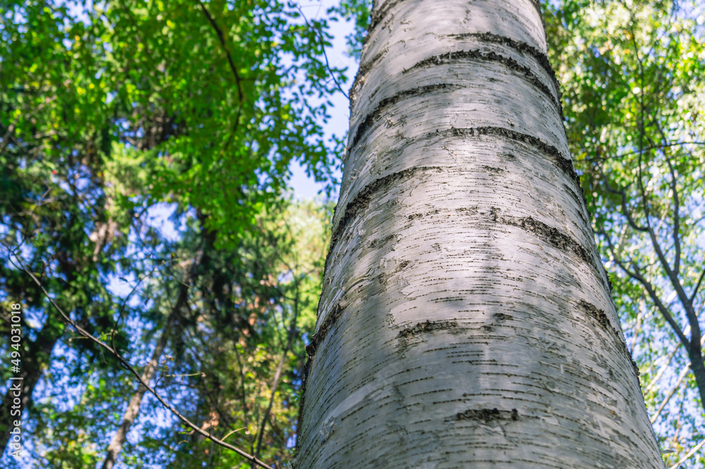 Fototapeta premium The white bark of the birch trunk. View of a birch trunk in the forest in summer. View of the tree crowns from below.