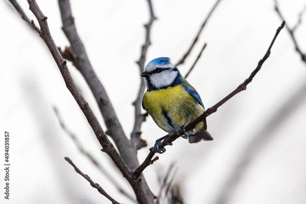 Naklejka premium Eurasian Blue Tit perched on a tree branch