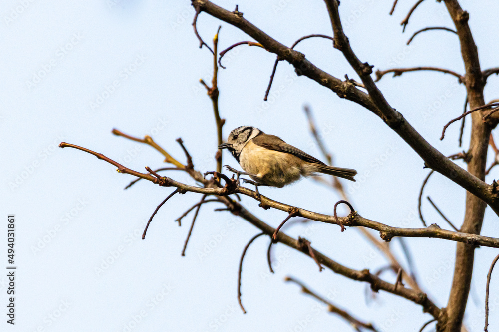 European Crested Tit perched on a tree branch European Crested Tit perched on a tree branch