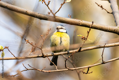 Eurasian Blue Tit perched on a tree branch