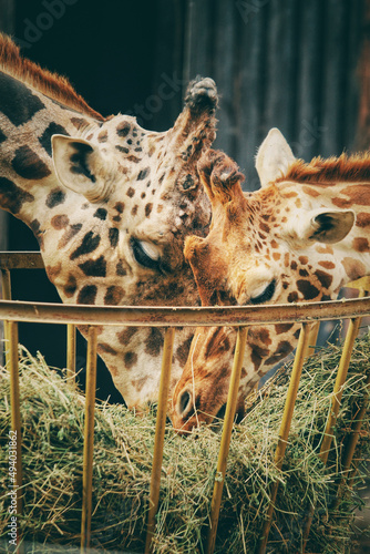 Photography Spotted brown giraffes eating grass in the zoo