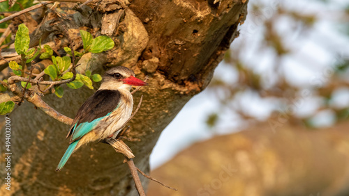 Photography Selective focus of a brown-hooded kingfisher perching on a tree branch
