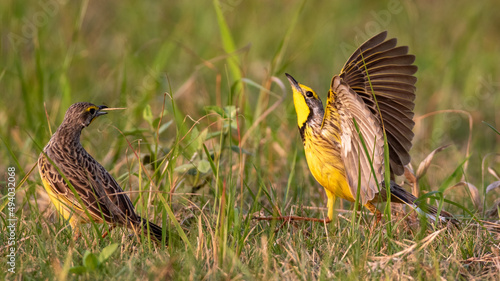Yellow-throated longclaw birds on the grassy field in the wild photo