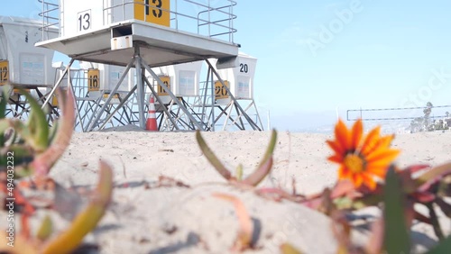 Lifeguard stand and flower, life guard tower for surfing on California beach. Succulent ice plant and rescue hut or house by summer ocean. Lifesavers station near Los angeles on Mission beach, USA.